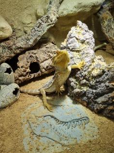 Bartagame m mit großem Terrarium, Quarantäneterrarium inkl. Beleuchtung und viel Zubehör