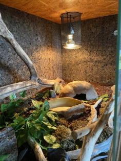 2 Kornnattern Terrarium