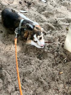 Miniature American Shepherd-Mix