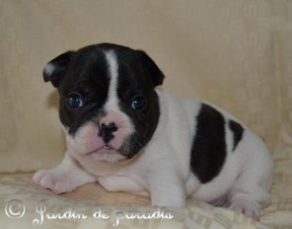 Freiatmende gesunde Französische Bulldoggen Welpen mit Ahnentafel dt Zucht zu m