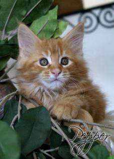 Pepper ein traumhafter Coonie Junge ist noch zu haben