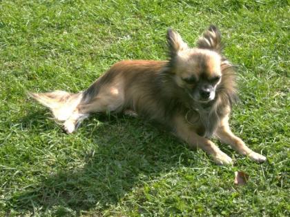 Chihuahua-Rüde