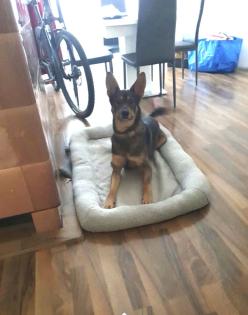 Shako ist ein lieber Kerl, ein toller Familienhund
