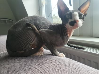 Abzugeben Sphynx kitten 2023