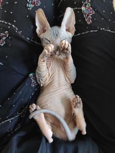 Don Sphynx Kitten suchen ein liebevolles Zuhause