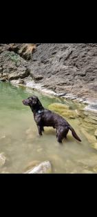 Labradoodle Wurfankündigung Februar 2023