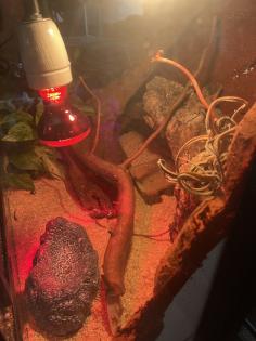 Terrarium mit besatz