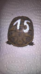 Griechische Landschildkröten Nachzucht 2021