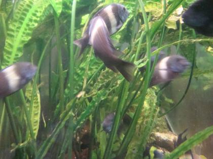 Verkaufe Tropheus Duboisi aus eigener Nachzucht