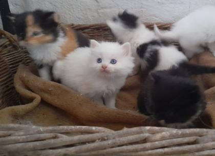Maincoon Mix Kitten Katze Kater Perser
