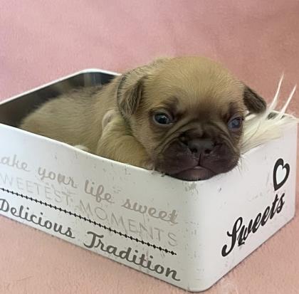 Französische Bulldogge mit Papiere