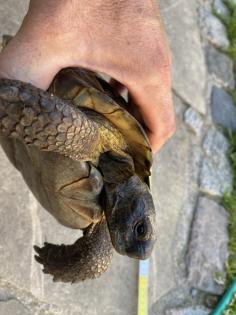 Verkaufe 2 griechische Landschildkröten, männlich