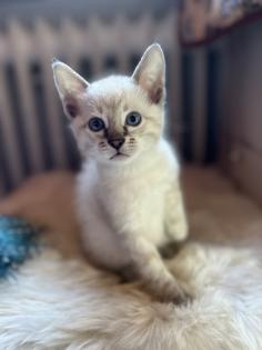 Snow Bengal Siam Kitten