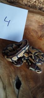 Mehrere Königspythons Regius abzugeben in Soest/Nrw