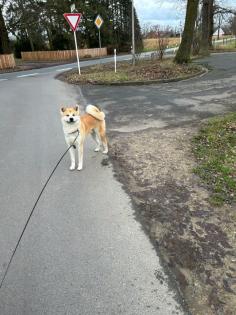 Akita Inu Deckrüde