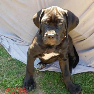 Romaner Antikdoggen Welpen