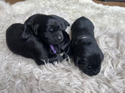 Labrador Welpen schwarz