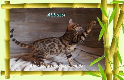 Bengal Kater Abbassi immer gut gelaunt, fröhlich und lieb