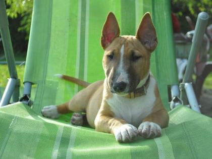 Miniature bullterrier mit FCI Papiere