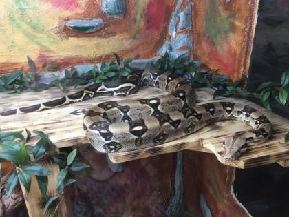 Boa Constrictor Imperator