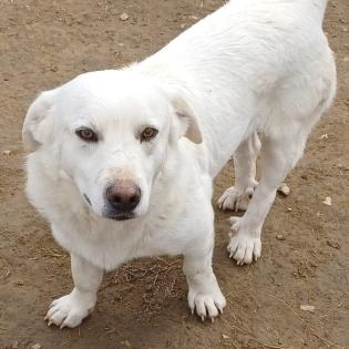 Max sucht ein Zuhause
