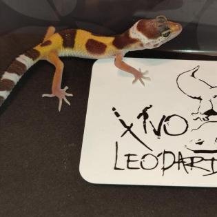 Leopardgecko Babys