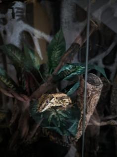 Gargoylegecko 1. 0 Adult