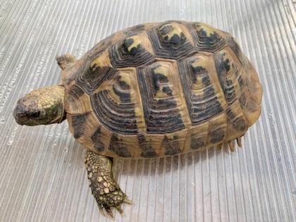 4 Griechische Landschildkröten Testudo hermanni-hermanni