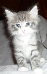 Wunderschöne Norweger Kitten mit pap. suche neues zu Hause
