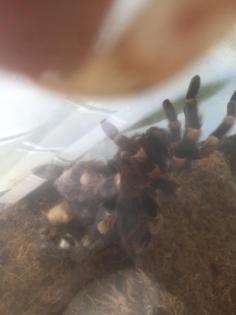 Mexikanische Rotknie Vogelspinne