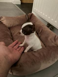 Chihuahua Welpen Mini