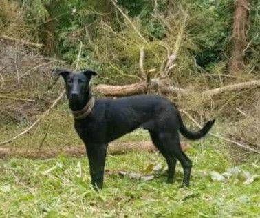 Malinois belgischer Schäferhund
