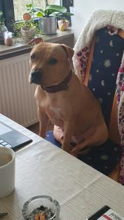 Süße Pittbull/ Stafford Dame sucht dringend neues zuhause