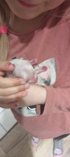 Jack Russel Terrier Welpen