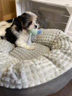 Süße cavalier- Shihtzu welpen/ CavaTzu abzugeben