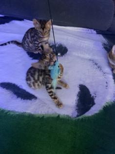 Bengal Kitten 12 Wochen alt