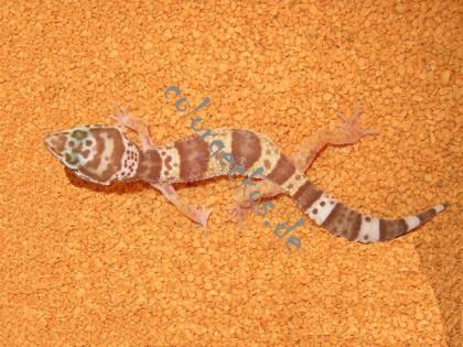 Leopardgeckonachzuchten und adulte Männchen abzugeben