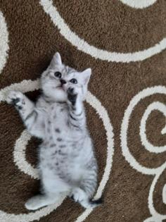 Kitten Britisch Kurzhaar