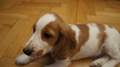 Cocker Spaniel Welpen