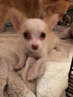 Zuckersüße Langhaar Chihuahua Mädchen