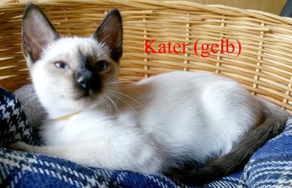 Siamkitten - Old Style Siamese Wichien-Maat