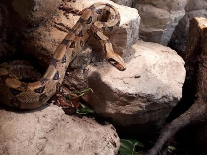 NOTABGABE 2 Boa constrictor imperator