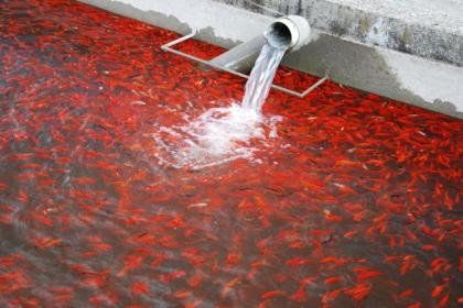 Koi, Teichfische, Störe, Muscheln, Krebse uvm. // Fa. Fördefisch