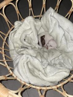 Chihuahua Welpen Mini