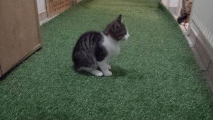 Katze - Kitten 3-Monate-alt
