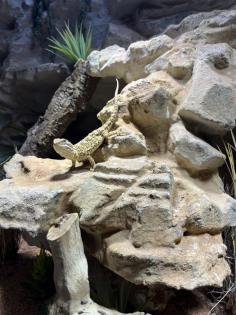 Zwergbartagame mit Terrarium