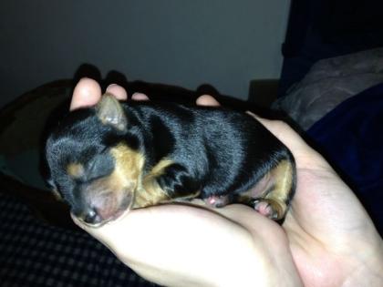 Yorkshire Terrier Toy Welpen 5 3 Hündinnen und 2 Rüden