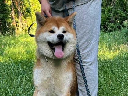 Akita Inu Hündin