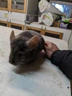 Langschwanz Chinchillas