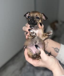 9 Süße Chihuahua Welpen